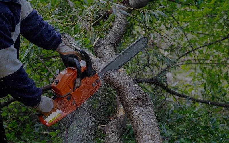Tree Removal